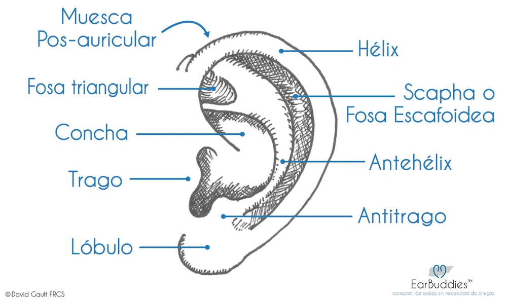 Anatomía de una oreja. Tatuaje en la oreja