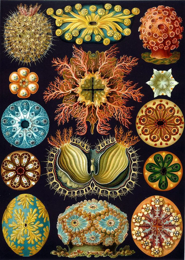 Ilustración a color de Ernst Haeckel. Inspiración para tatuajes.