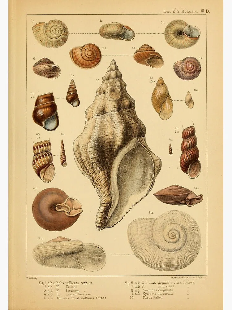 ilustración científica de conchas marinas.