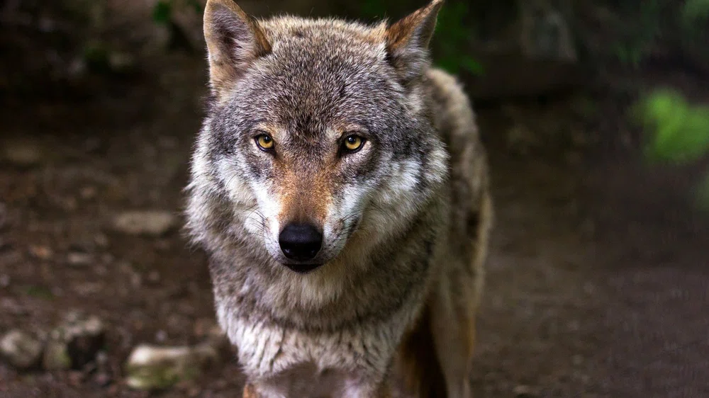 foto de lobo ibérico en libertad. Tatuaje lobo.