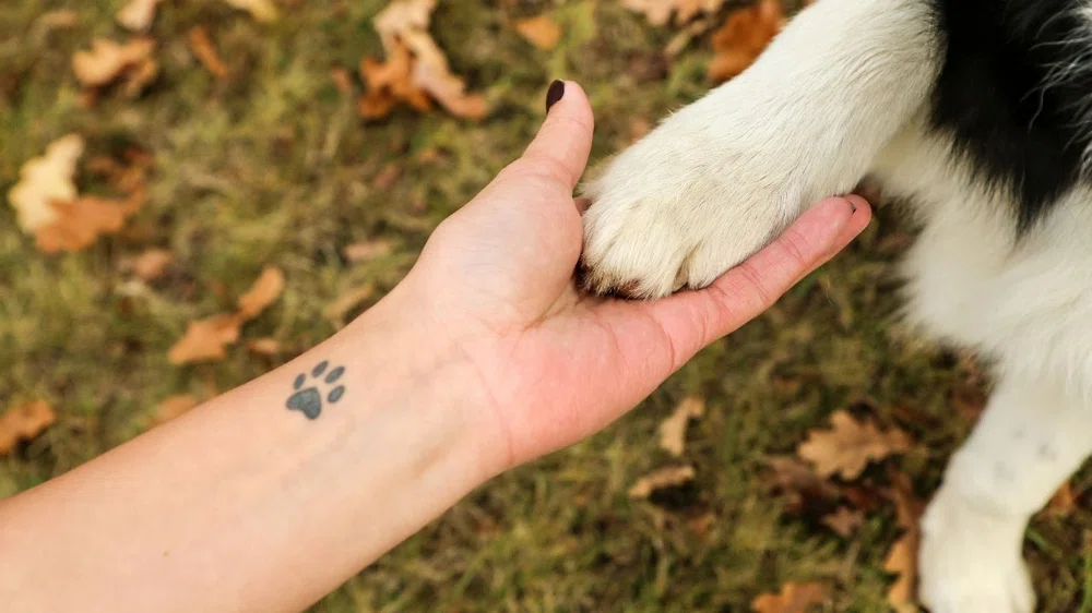 ◠ Pomeranian 🐶 ◡ 🐾 Introducing the cutest Pomeranian portrait ever! This  #temporarytattoo sticker features a happy pom puppy surrounded… | Instagram